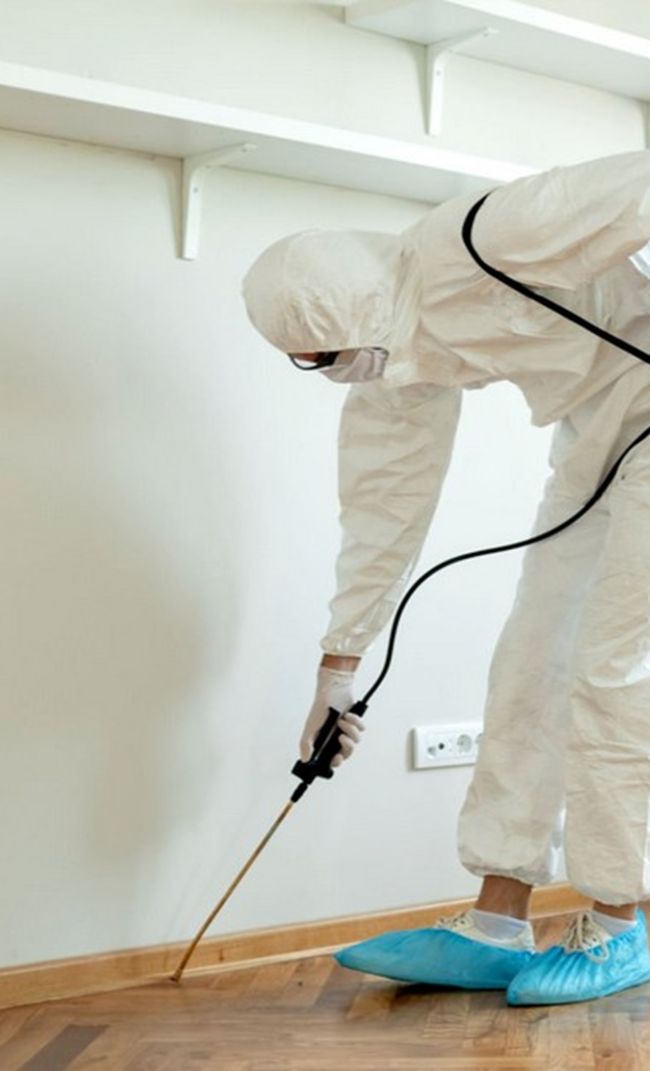 dedetizadora em São Bernardo do Campo